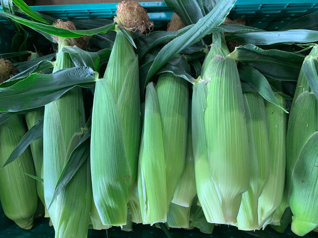 CORN, seasonal food in June