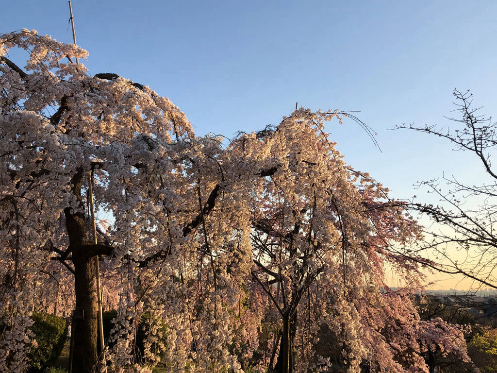 Uji, Kyoto, on March 25th