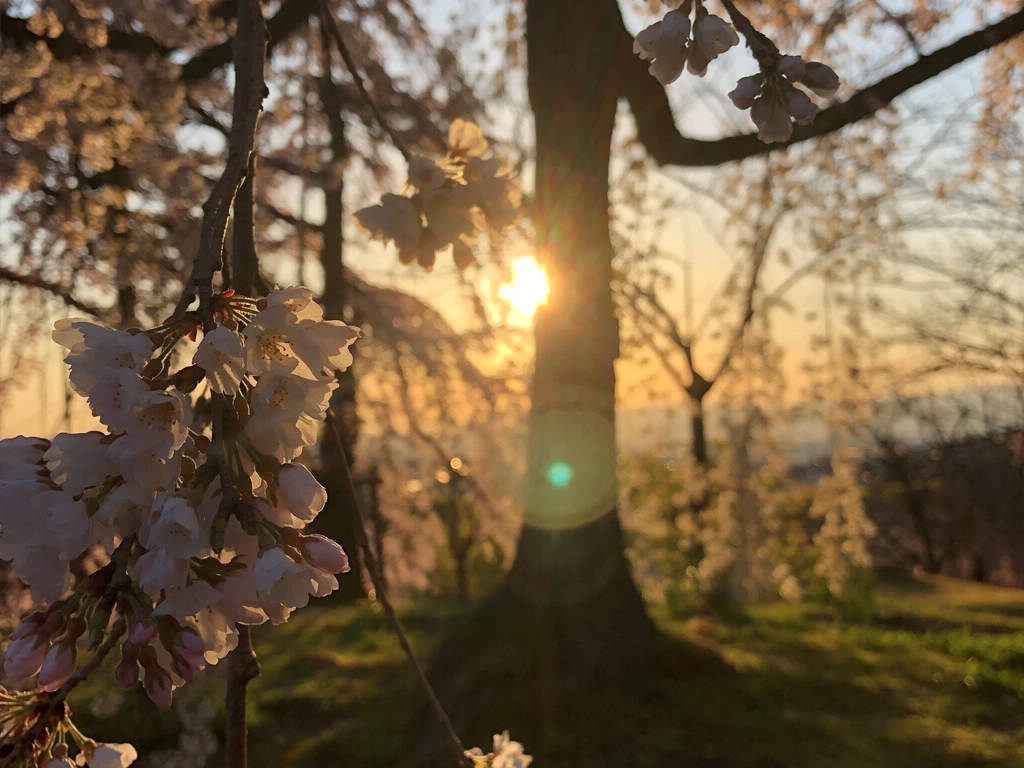 Uji, Kyoto, on March 25th