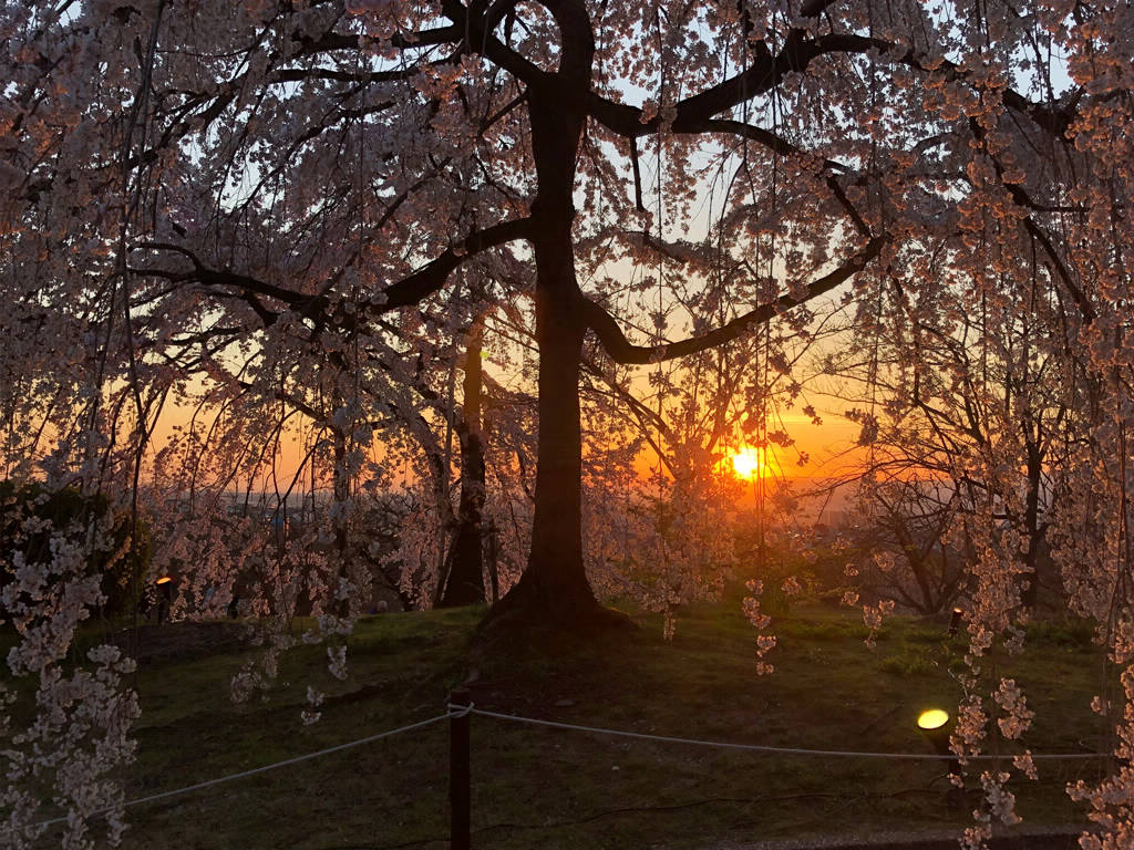 Uji, Kyoto, on March 25th